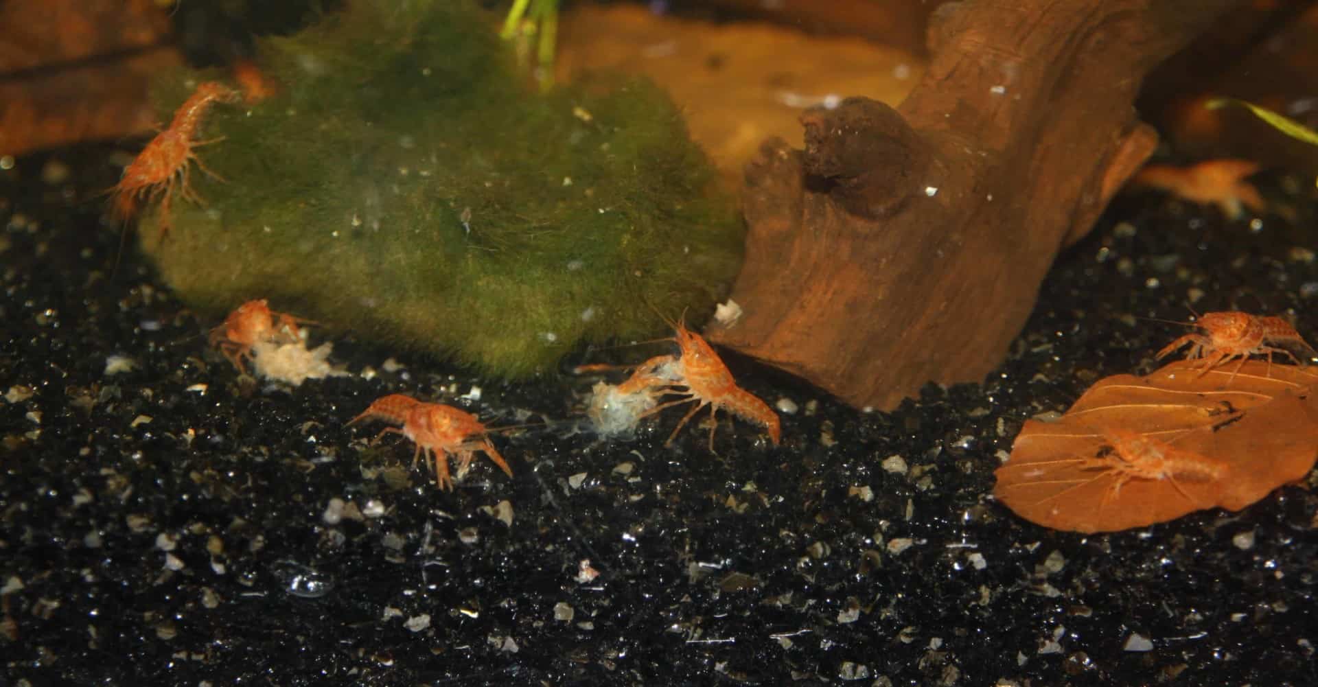 Cambarellus patzcuarensis sp.orange