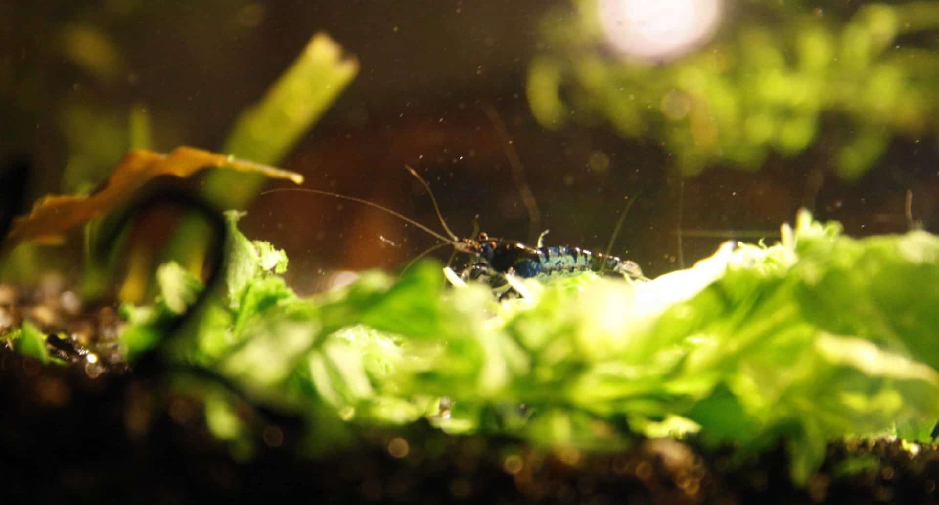 Neocaridina davidi