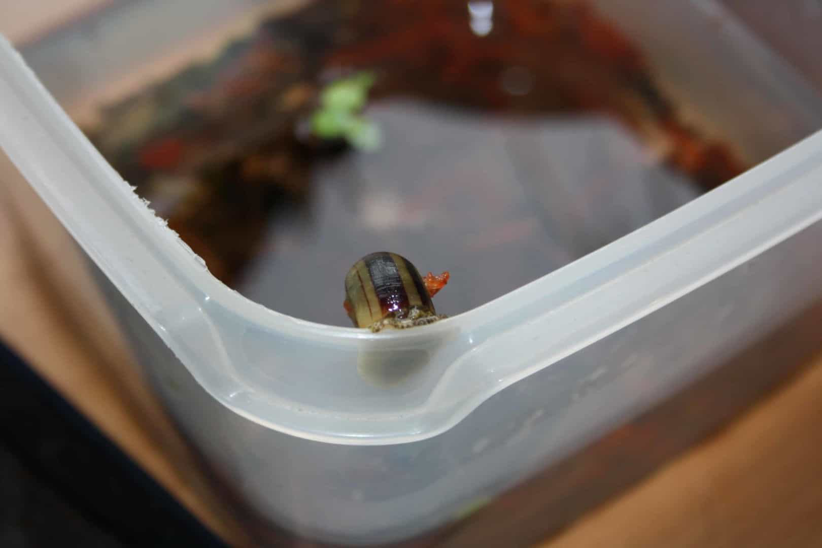 Cambarellus patzcuarensis sp.orange