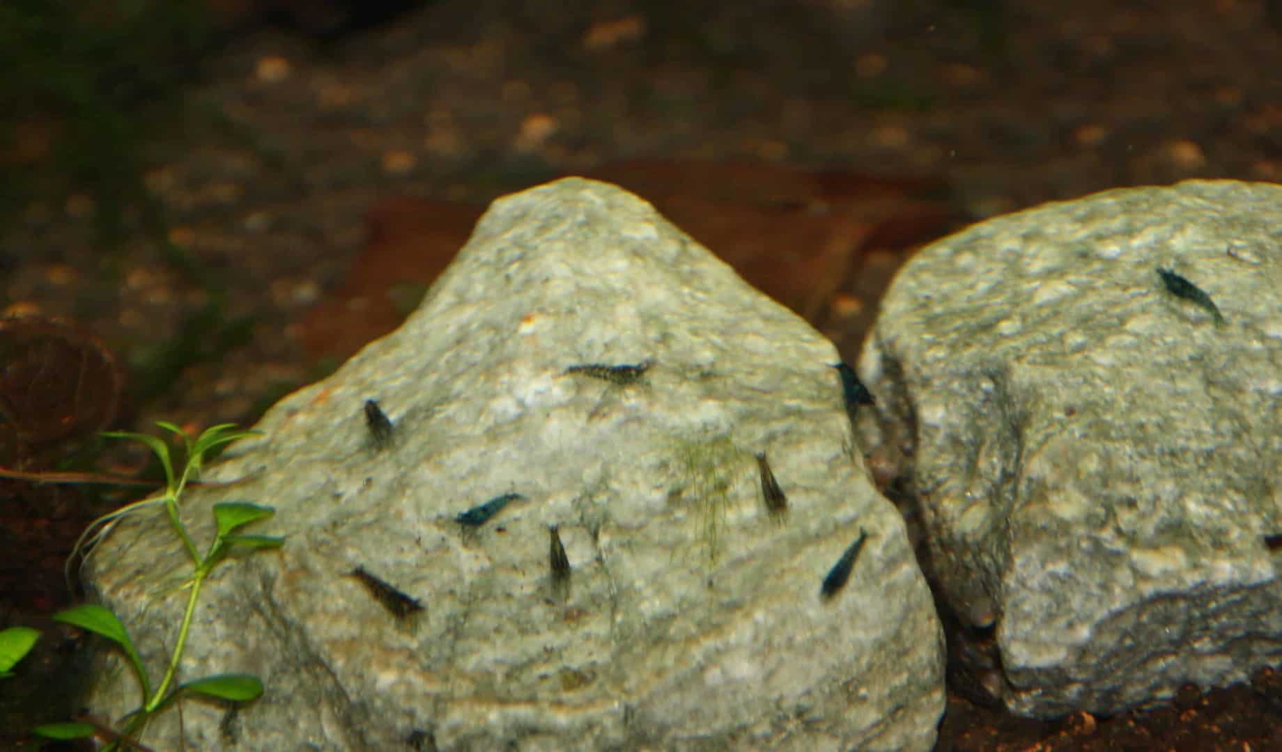 Neocaridina davidi