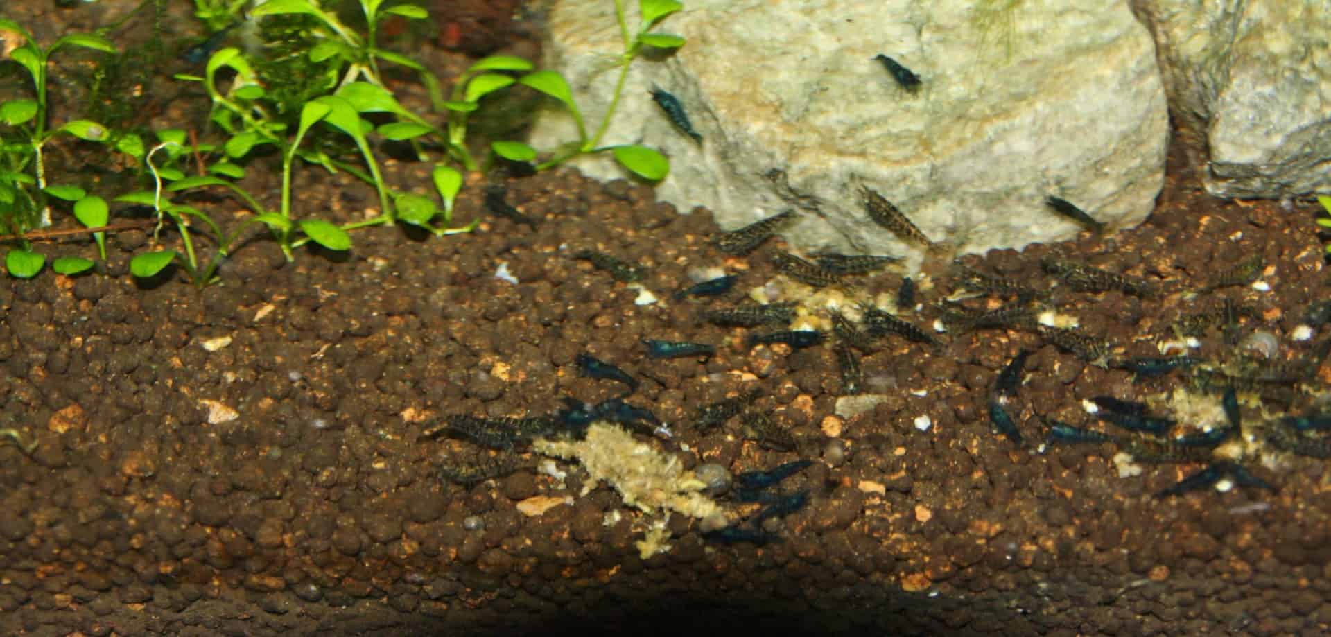 Neocaridina davidi