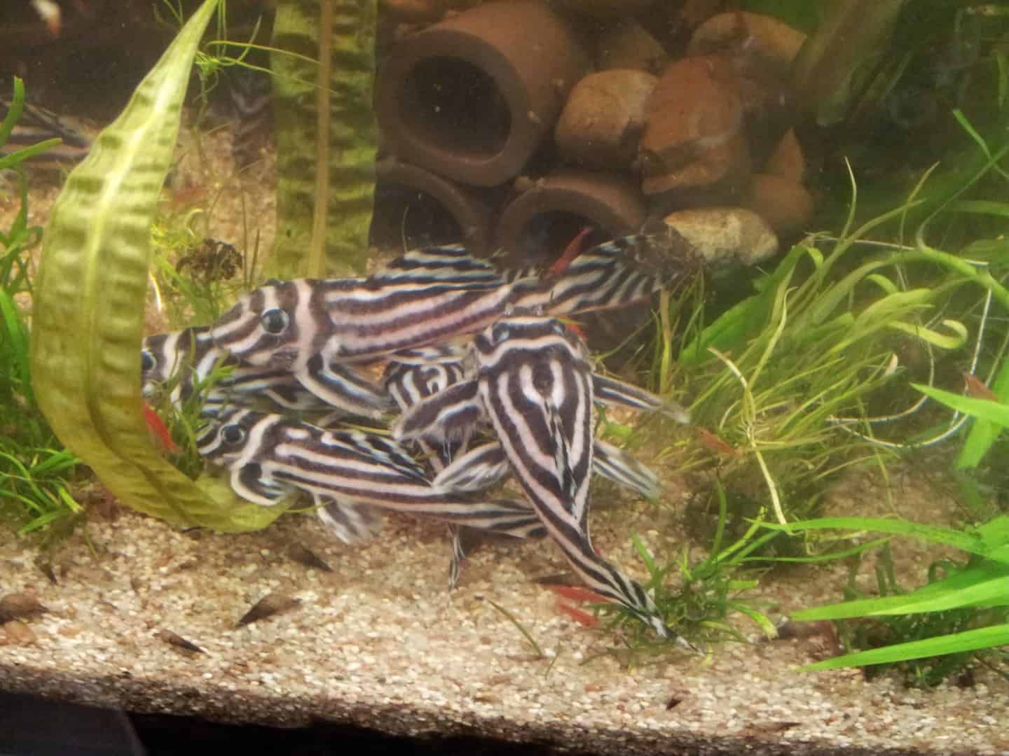 Hypancistrus zebra “L46”