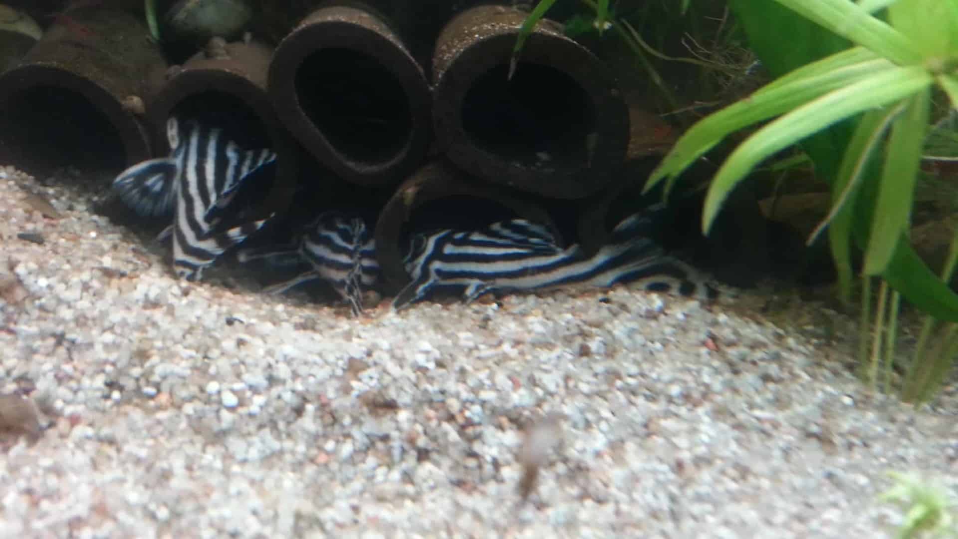 Hypancistrus zebra “L46”