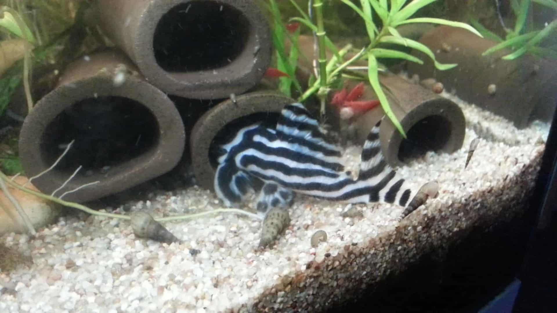 Hypancistrus zebra “L46”