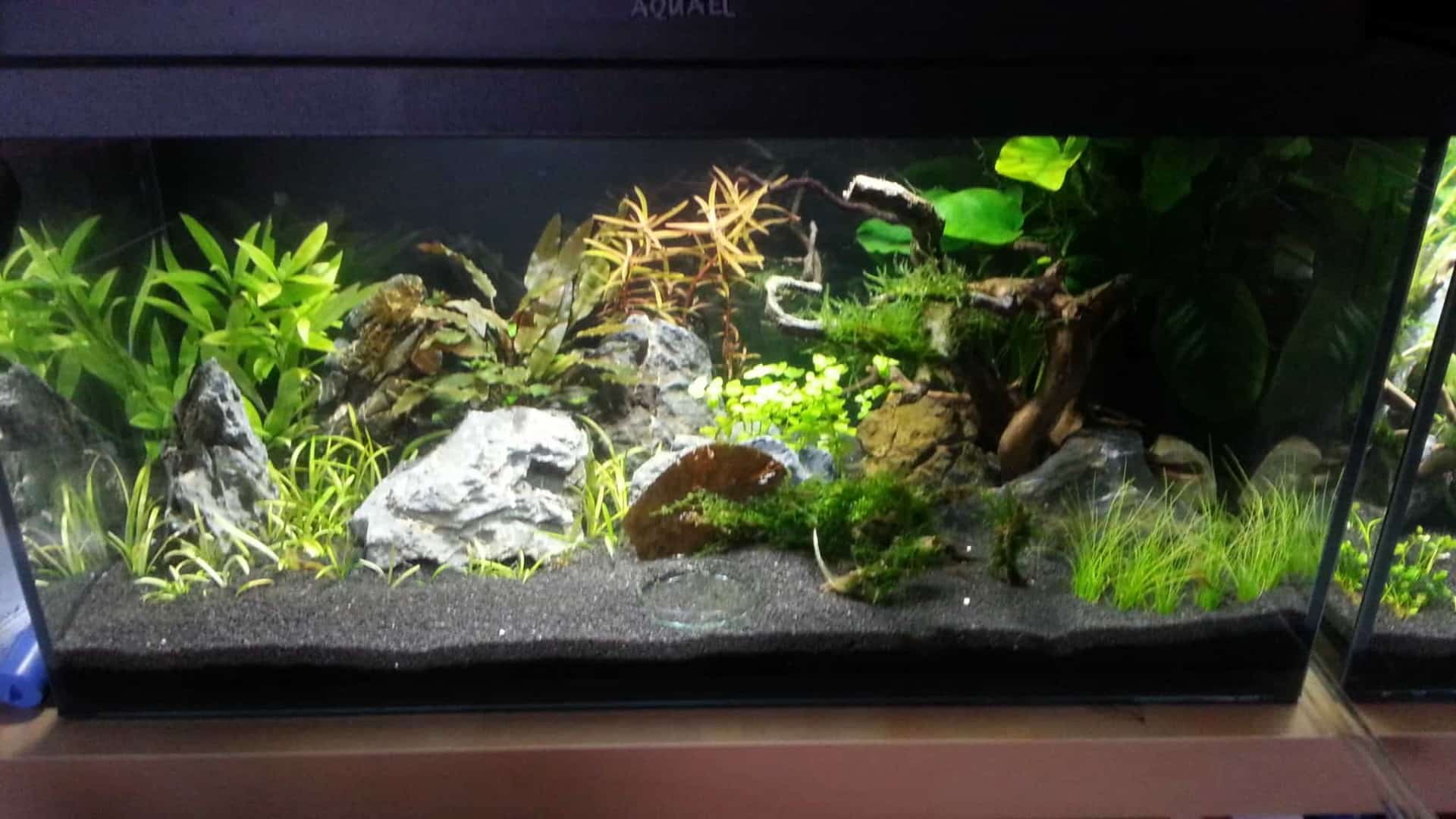 Neocaridina davidi “Orange Rili”