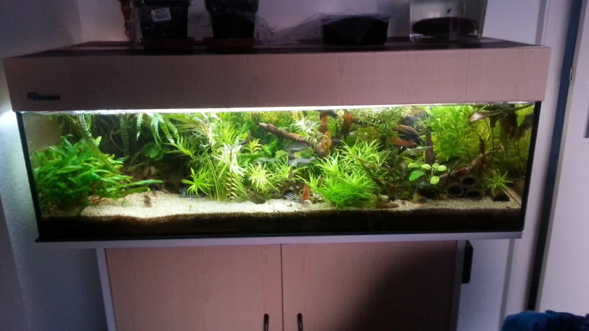 Hypancistrus zebra “L46”