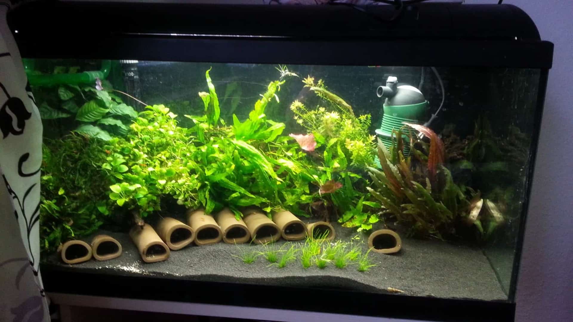 Neocaridina davidi“Red Sakura Rili”