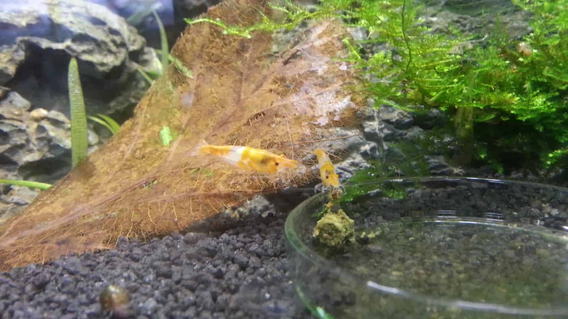 Neocaridina davidi “Orange Rili”