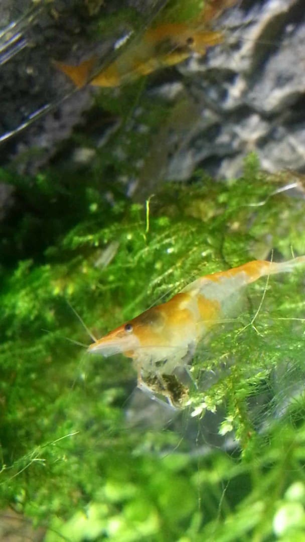 Neocaridina davidi “Orange Rili”