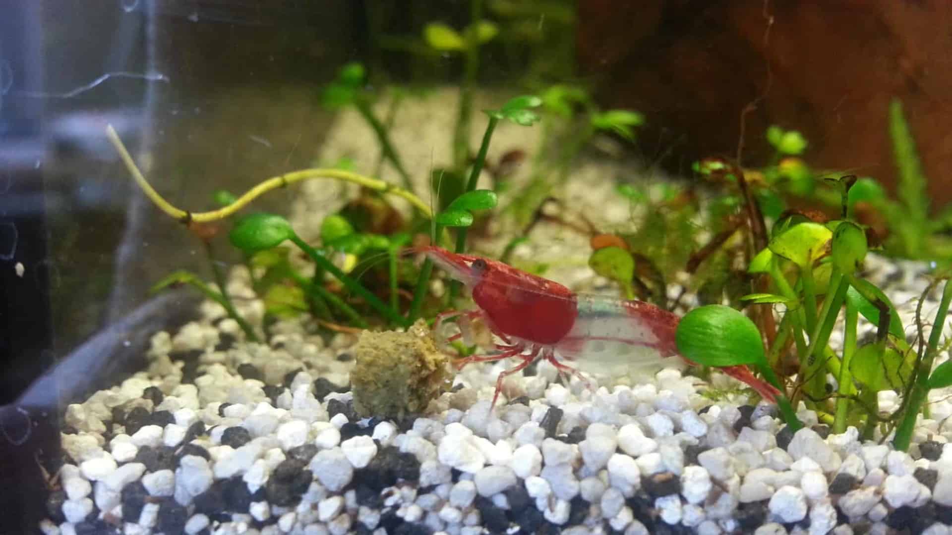 Neocaridina davidi“Red Sakura Rili”