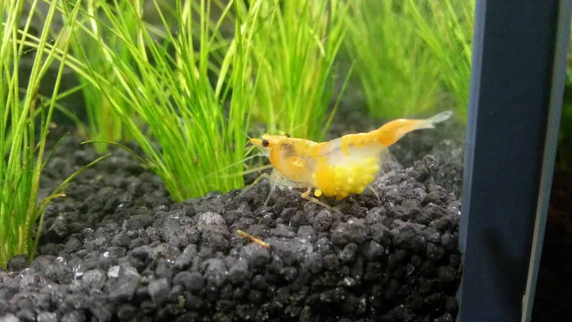 Neocaridina davidi “Orange Rili”