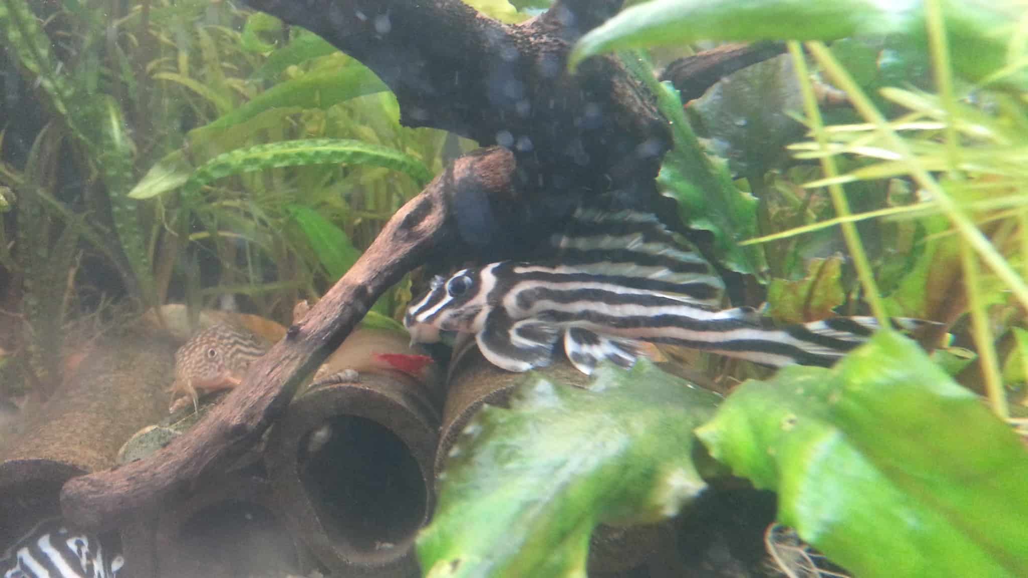 Hypancistrus zebra “L46”