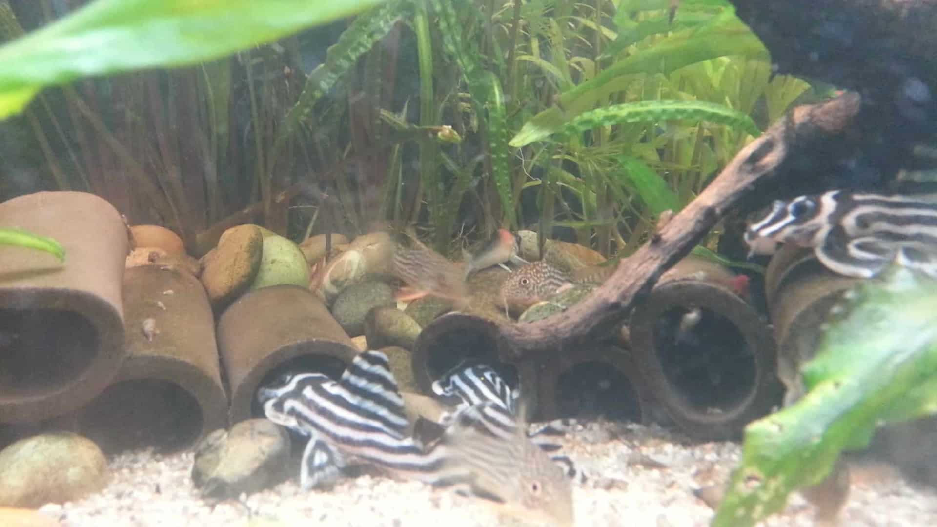 Hypancistrus zebra “L46”
