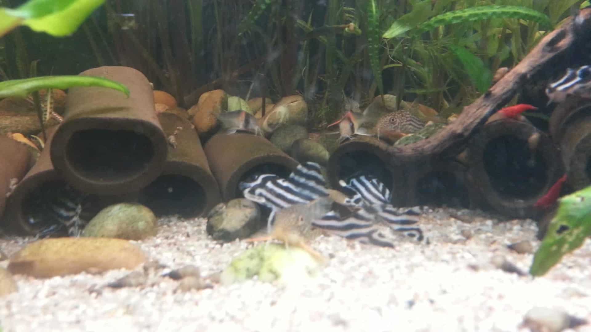 Hypancistrus zebra “L46”