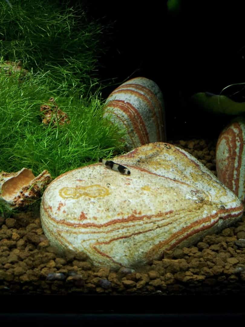 Yaoshania pachychilus