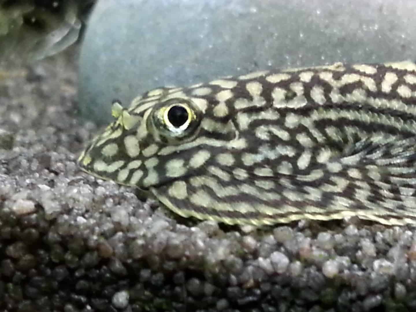 Sewellia lineolata