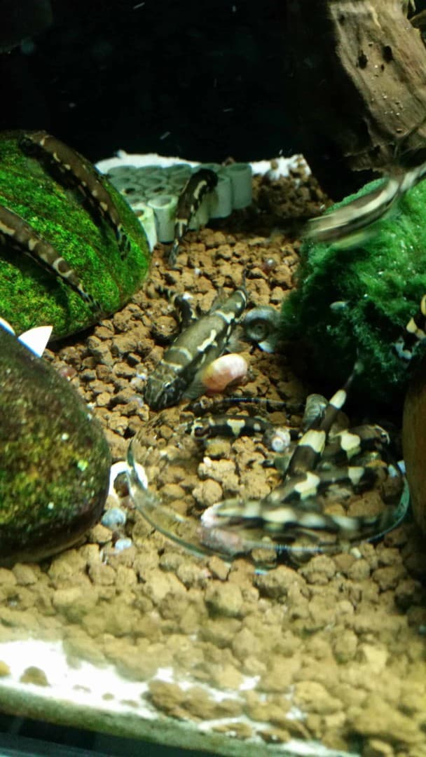 Yaoshania pachychilus