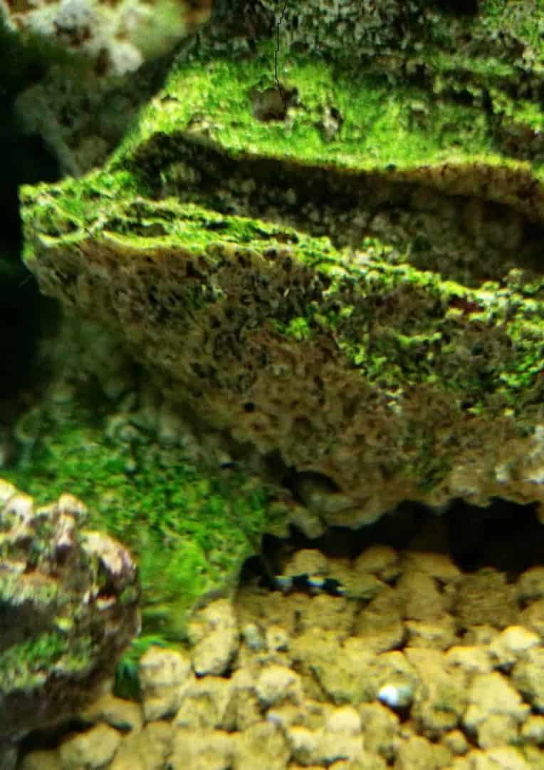 Yaoshania pachychilus