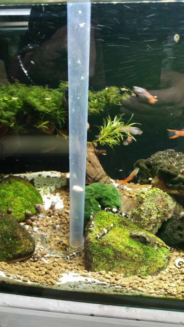 Yaoshania pachychilus