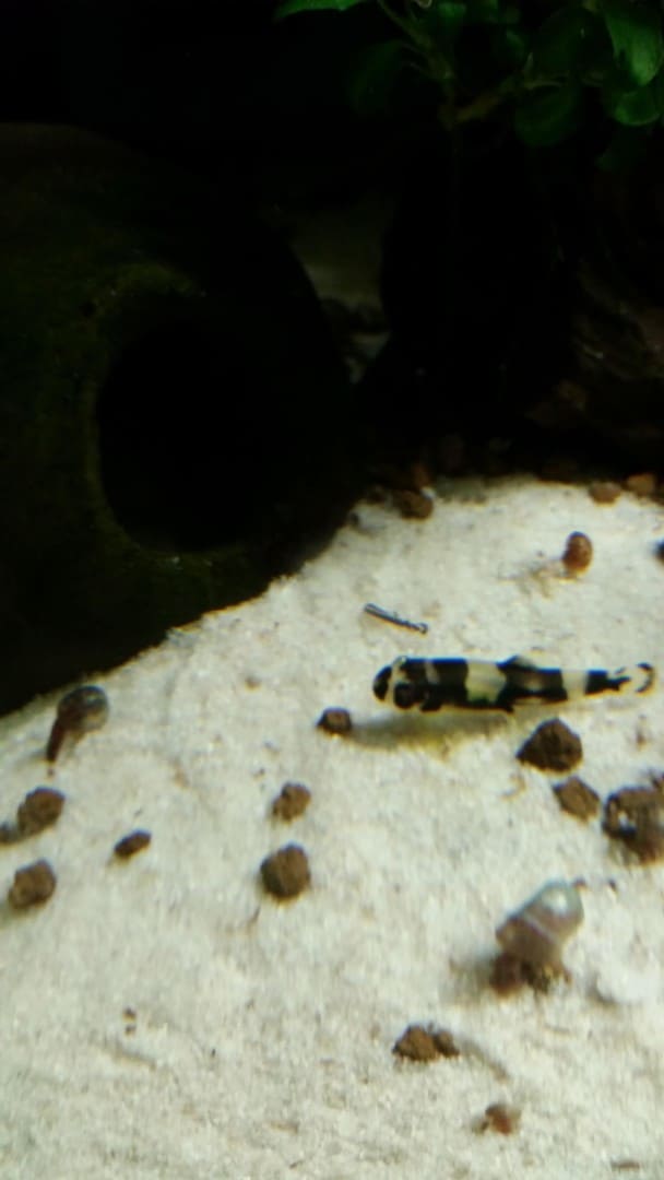 Yaoshania pachychilus