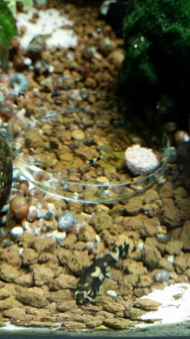 Yaoshania pachychilus