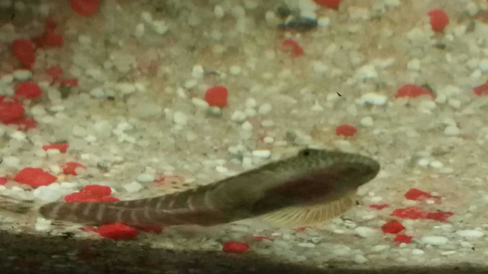 Erromyzon cf. sinensis „ER02“