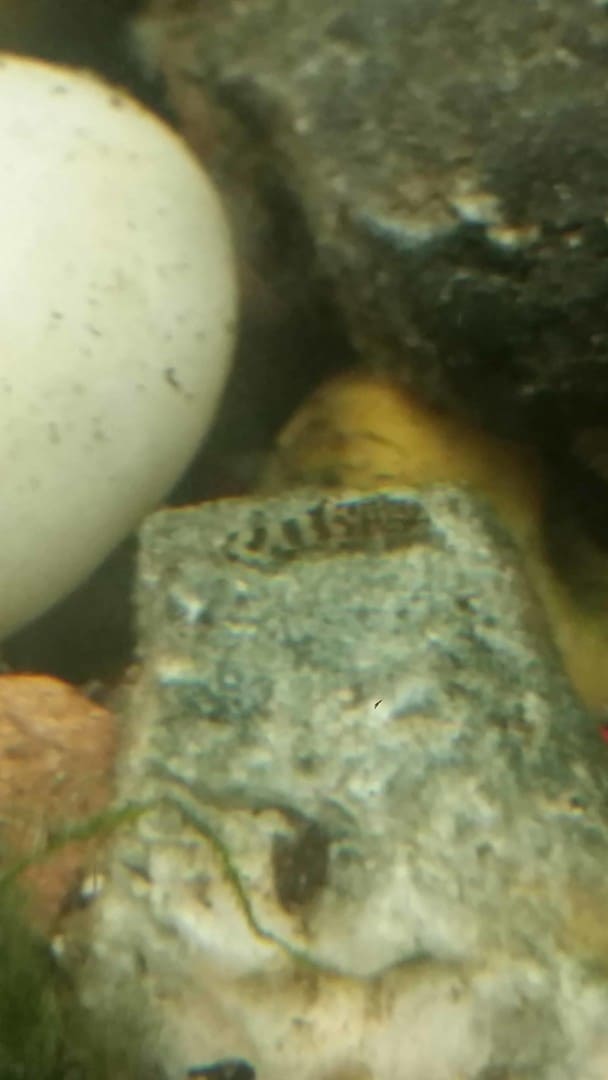 Erromyzon cf. sinensis „ER02“