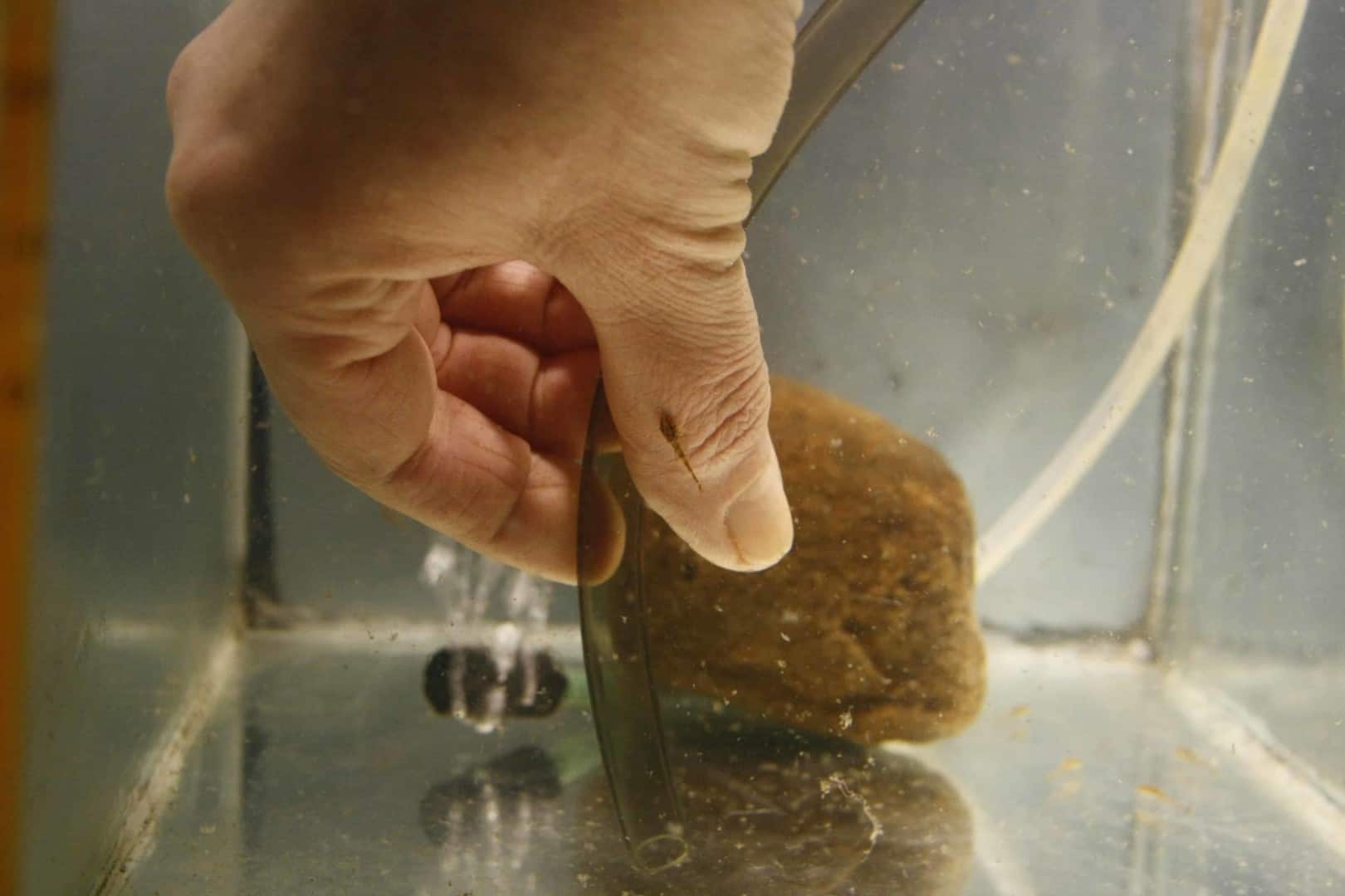 Hemiloricaria parva