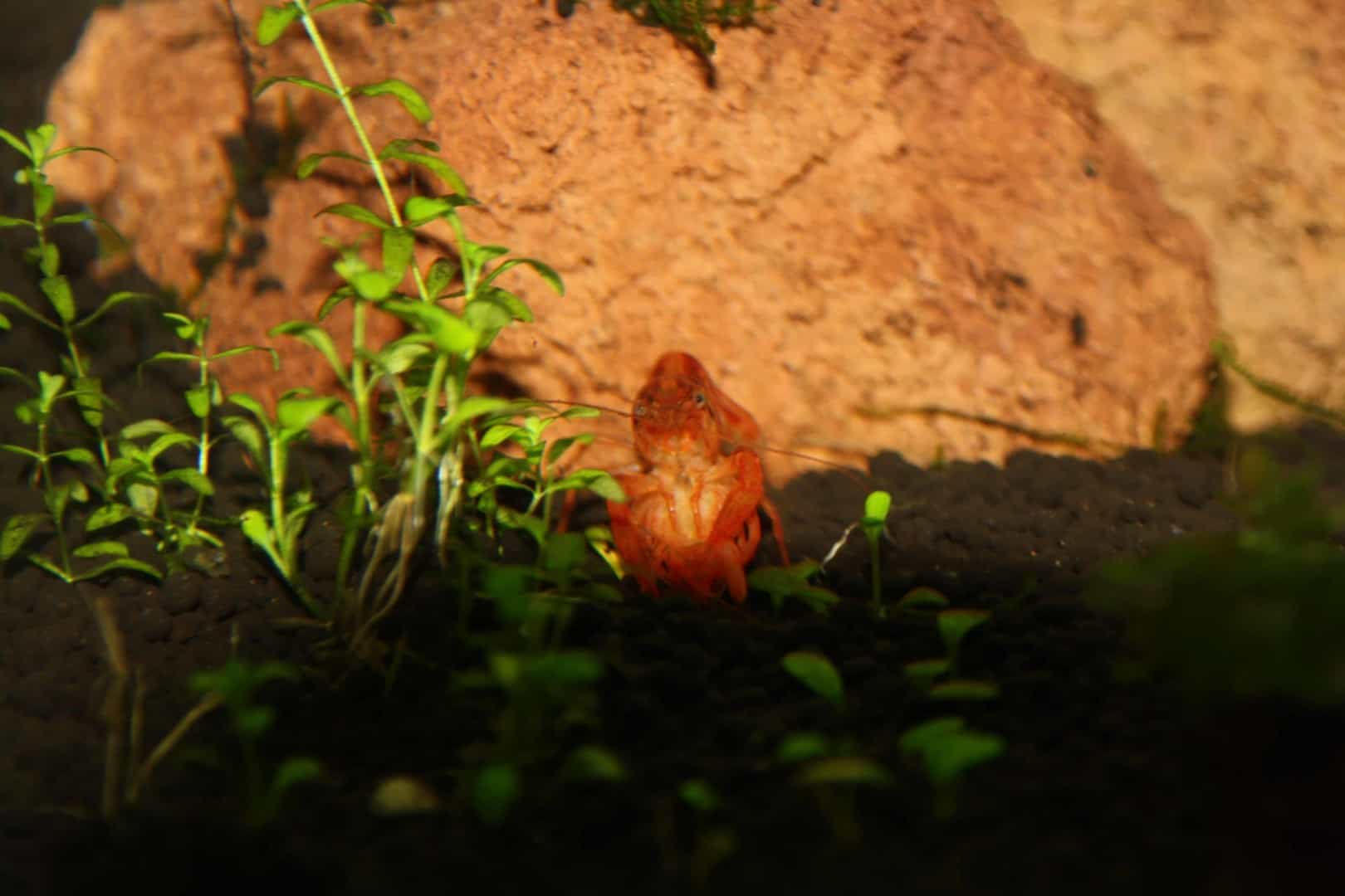 Cambarellus patzcuarensis sp.orange