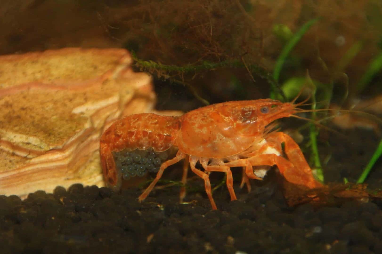 Cambarellus patzcuarensis sp.orange