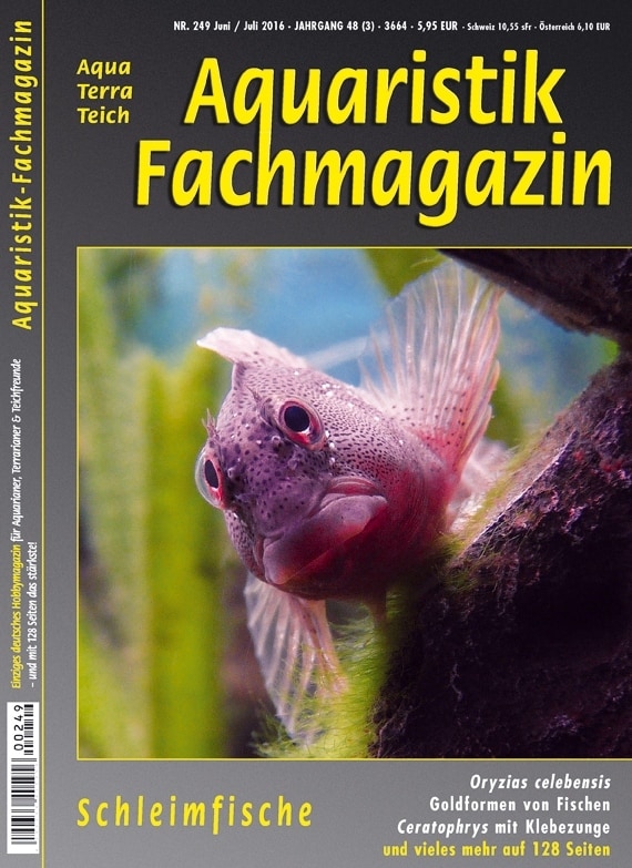 Titelthema: Schleimfische – Aquaristik-Fachmagazin – Ausgabe 249 (Juni / Juli 2016)  ist erschienen