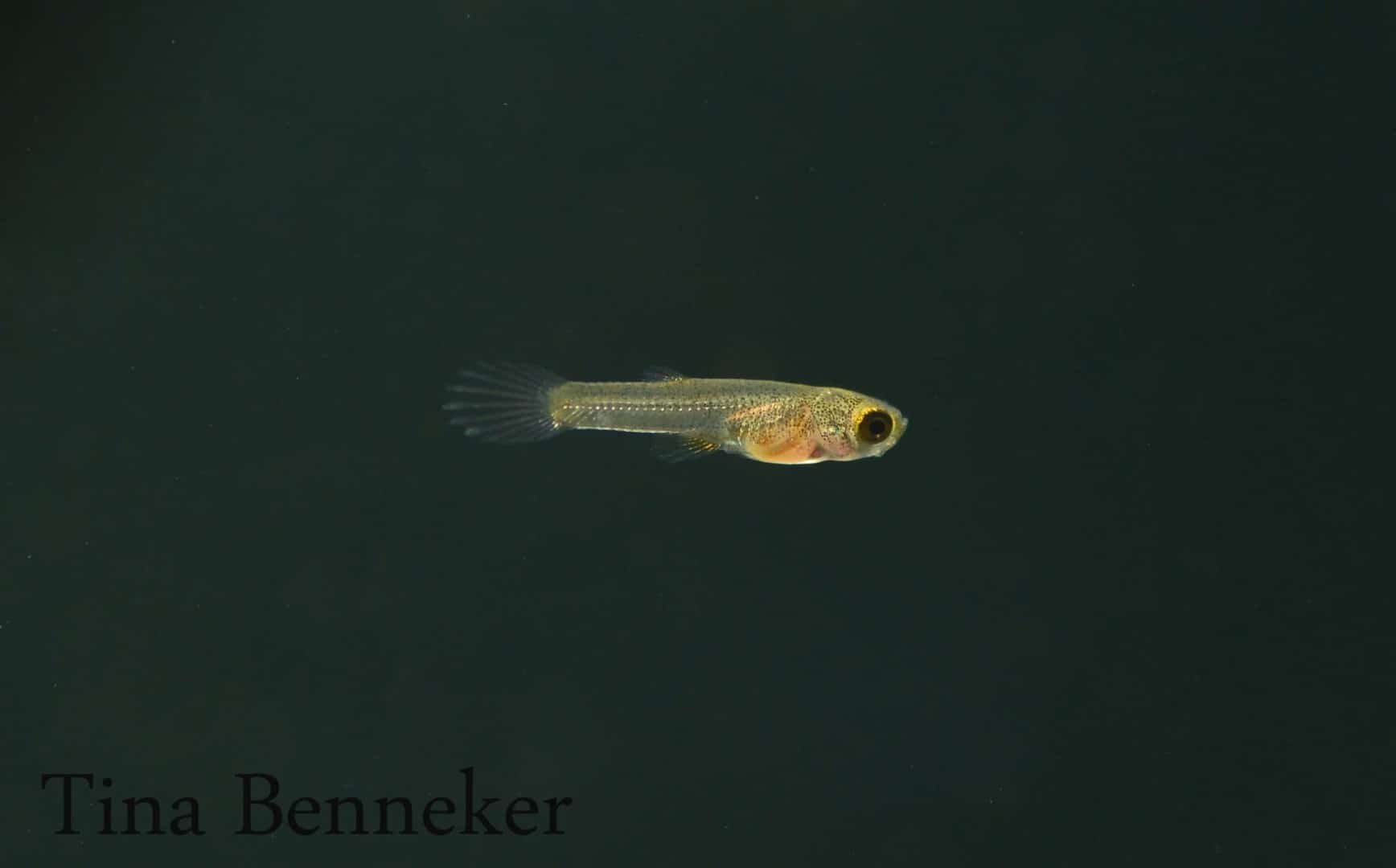 Neoheterandria elegans