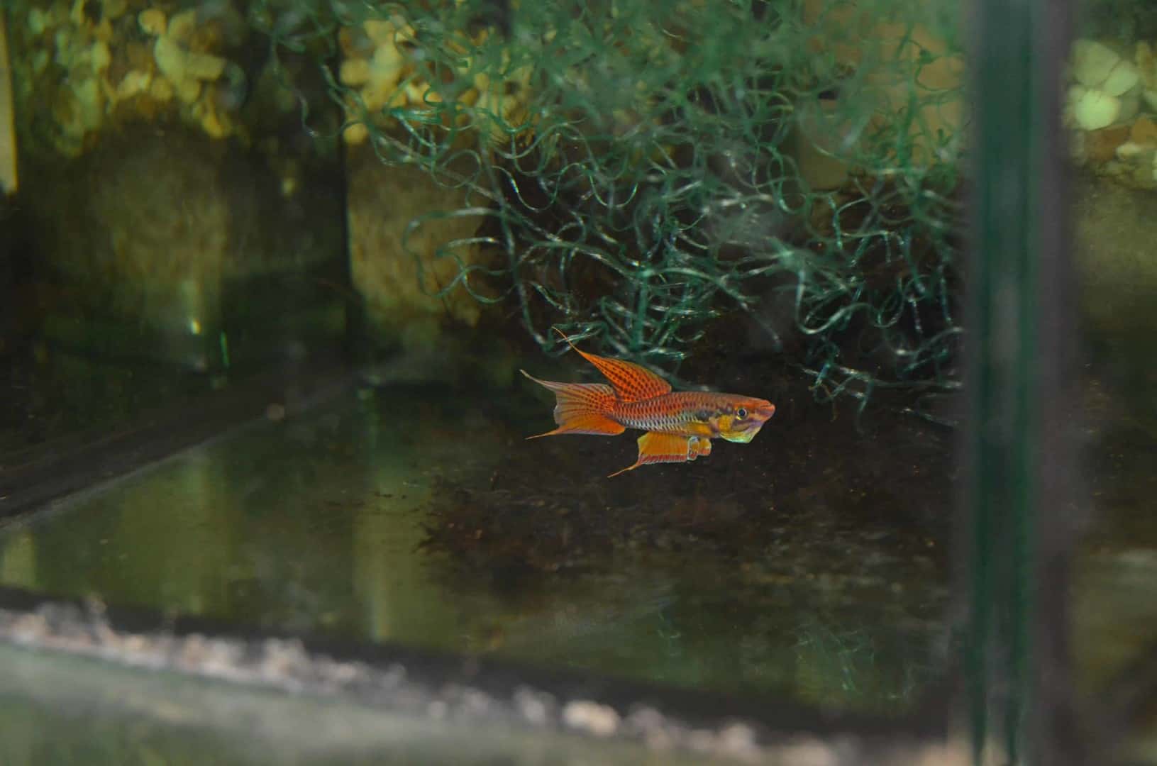Chromaphyosemion bitaeniatum