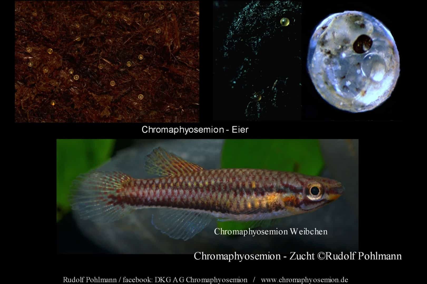 Chromaphyosemion bitaeniatum