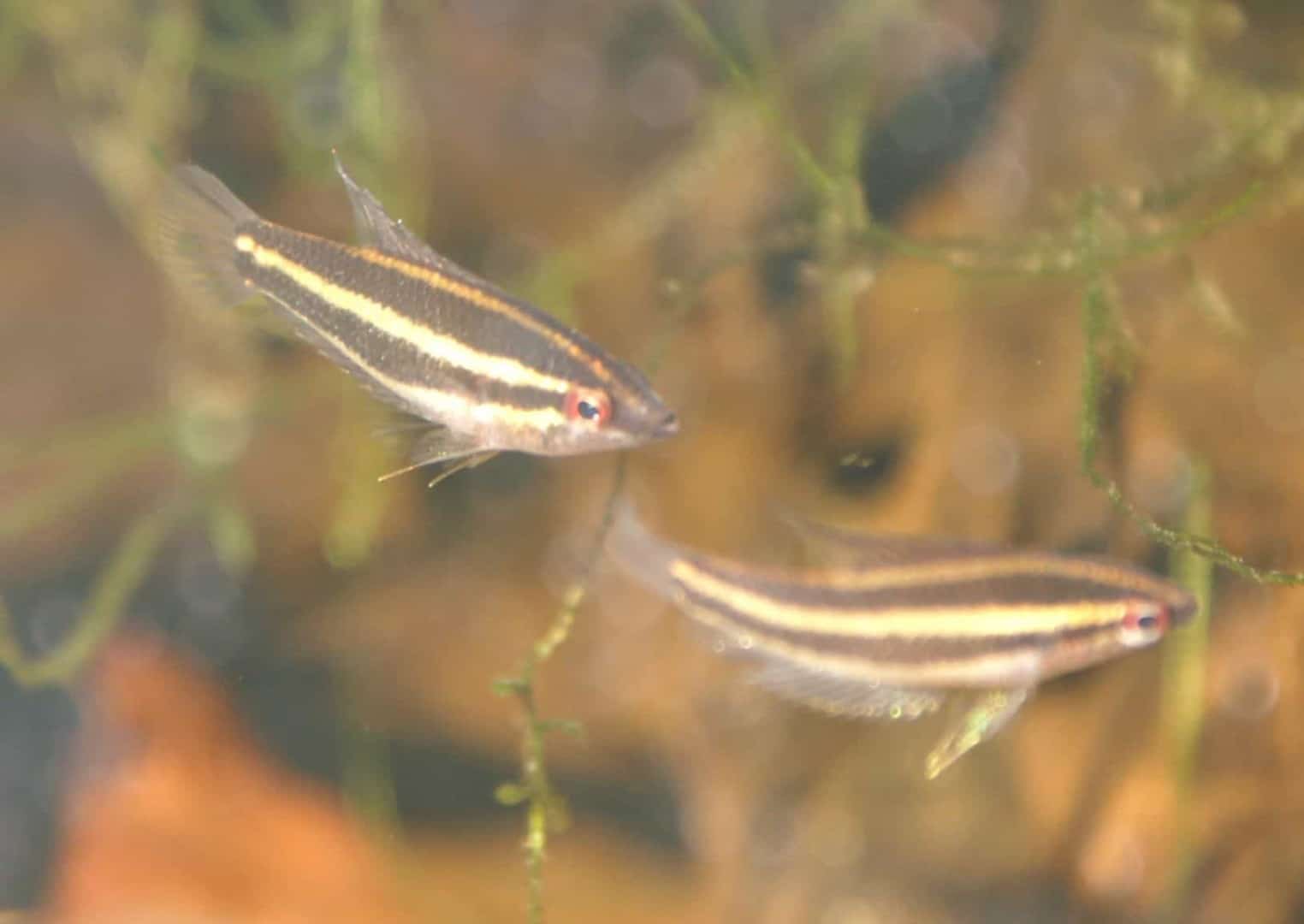 Parosphromenus phoenicurus