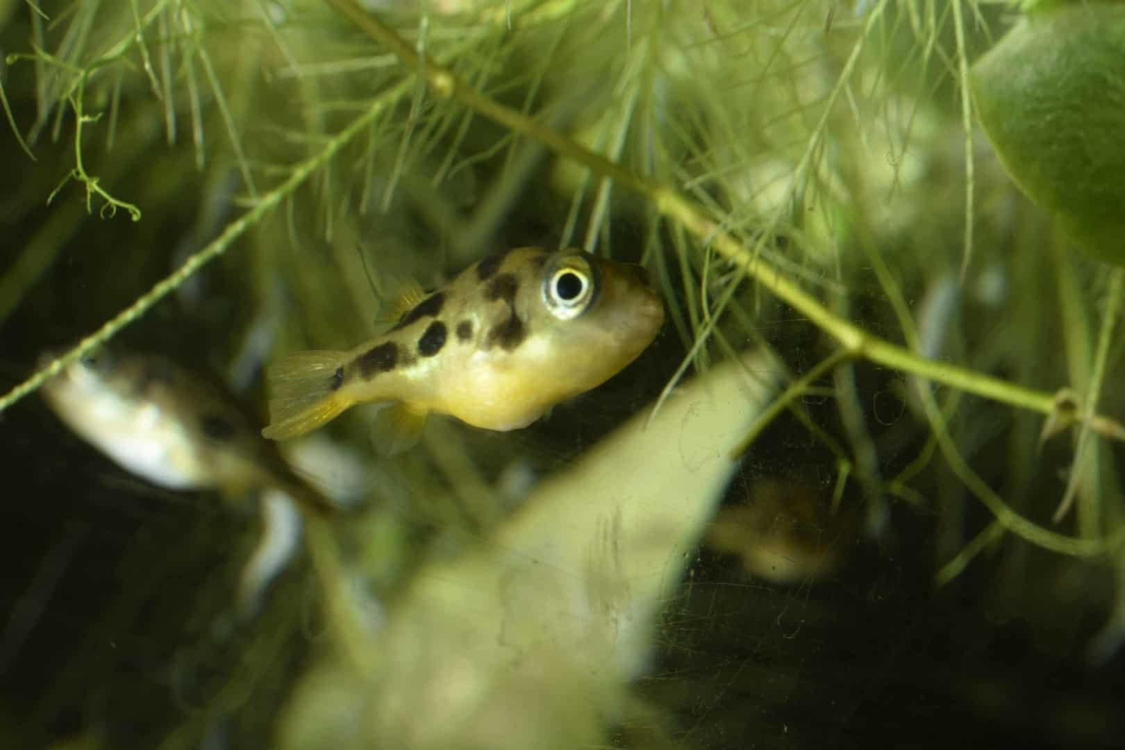 LEOPARD ZWERGKUGELFISCH