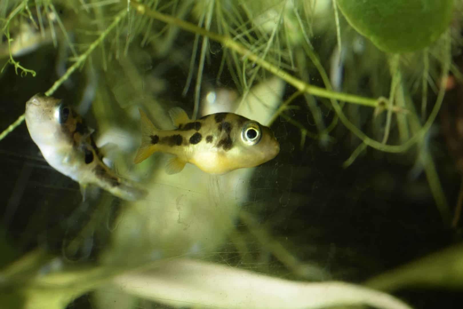 LEOPARD ZWERGKUGELFISCH