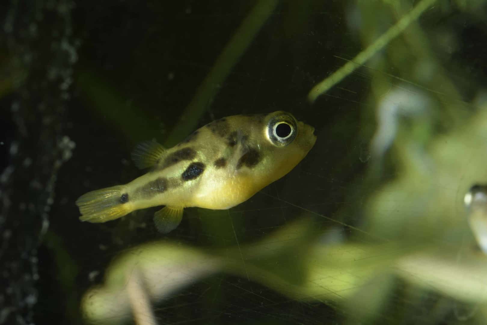 LEOPARD ZWERGKUGELFISCH