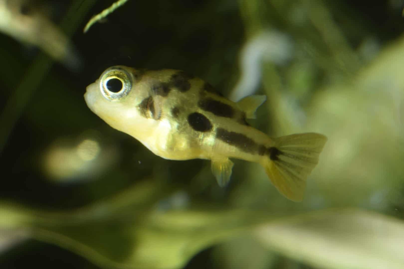 LEOPARD ZWERGKUGELFISCH