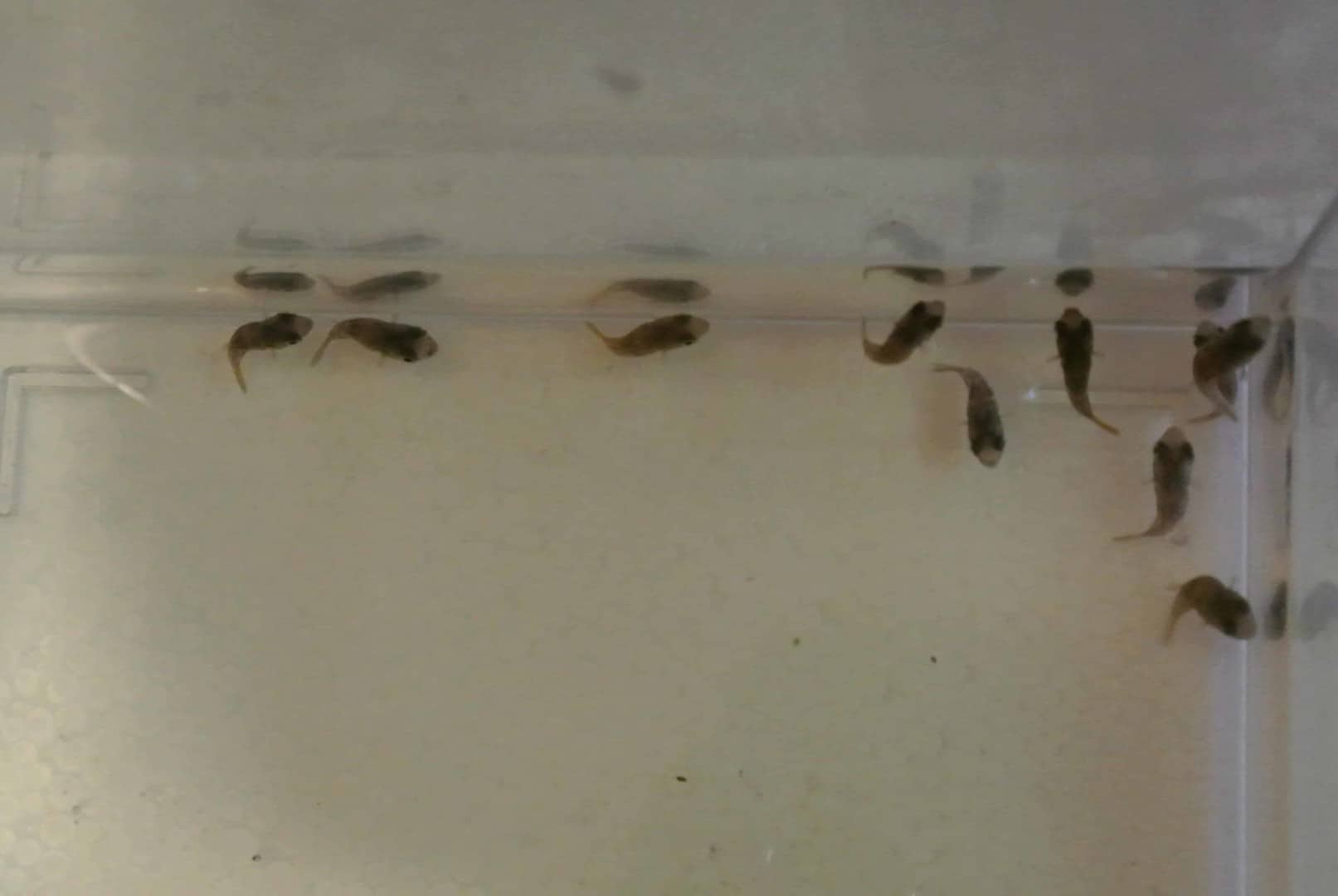 Carinotetraodon travancoricus