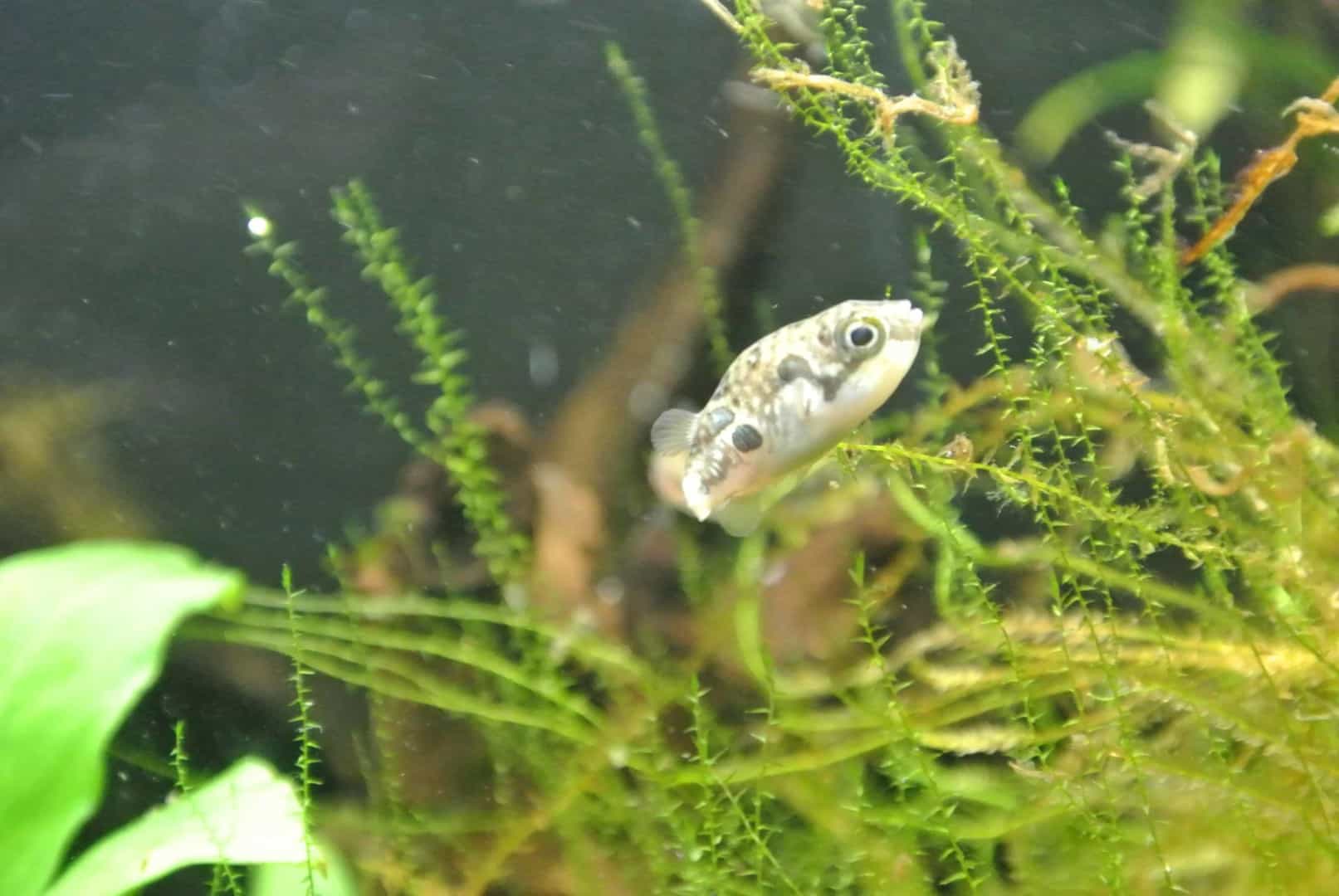 Carinotetraodon travancoricus
