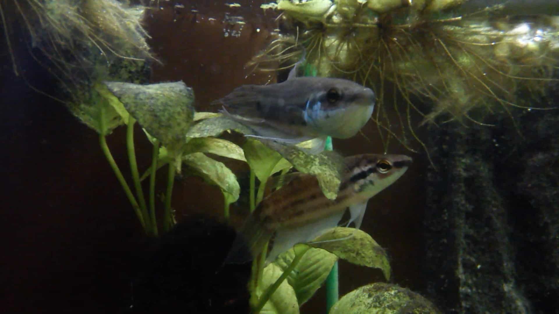 Betta Fusca