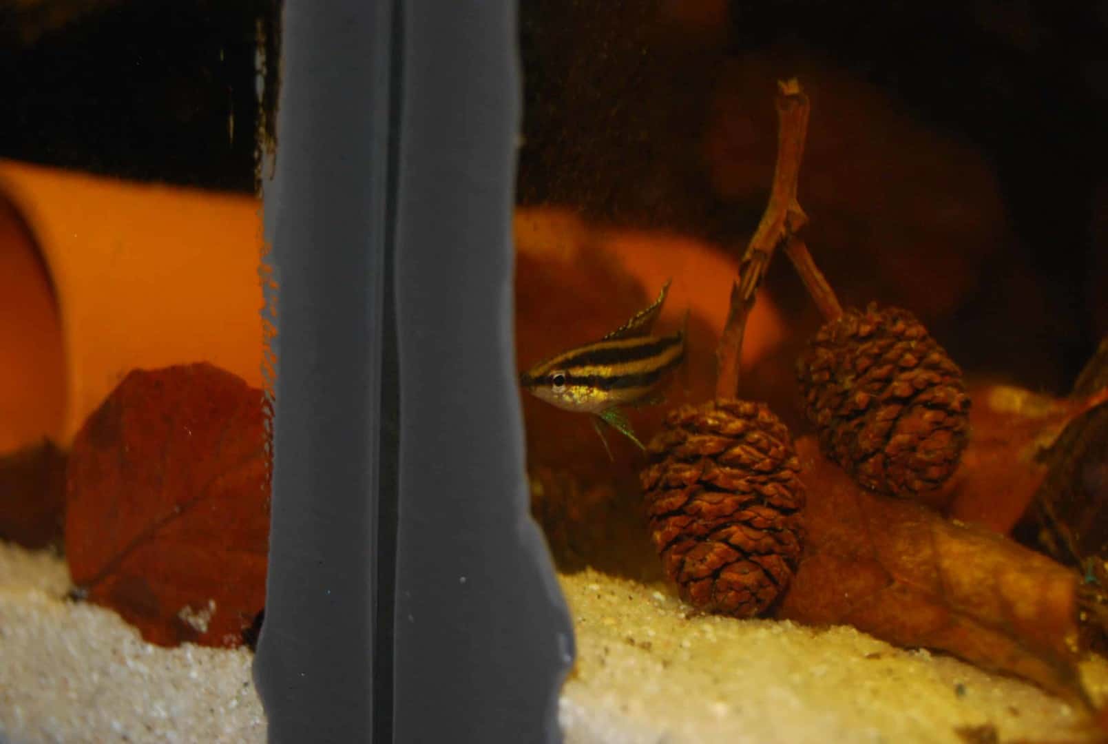 Parosphromenus phoenicurus