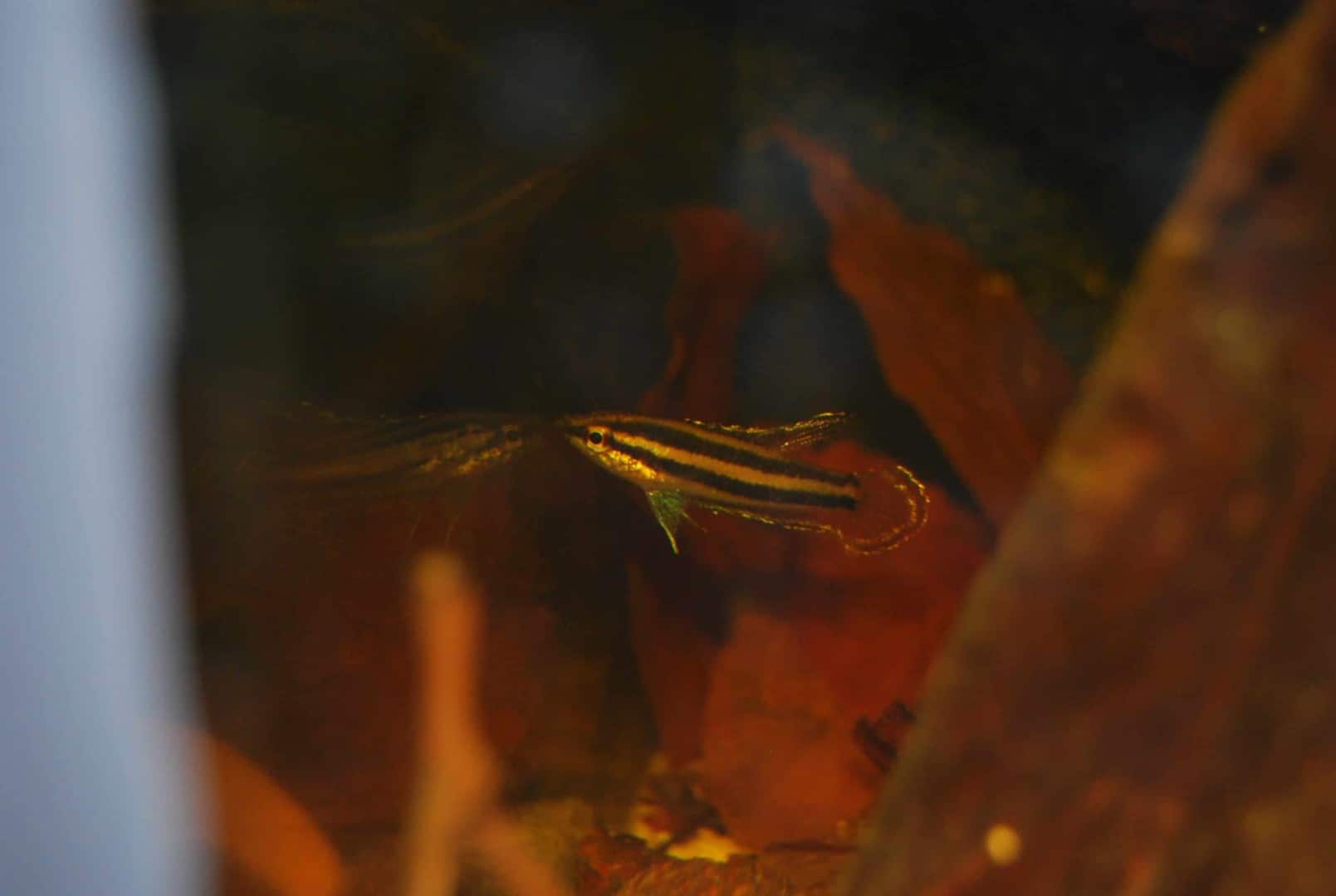 Parosphromenus phoenicurus