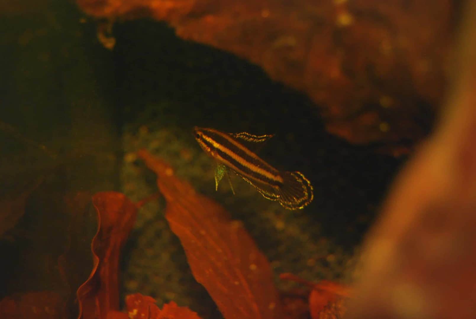 Parosphromenus phoenicurus
