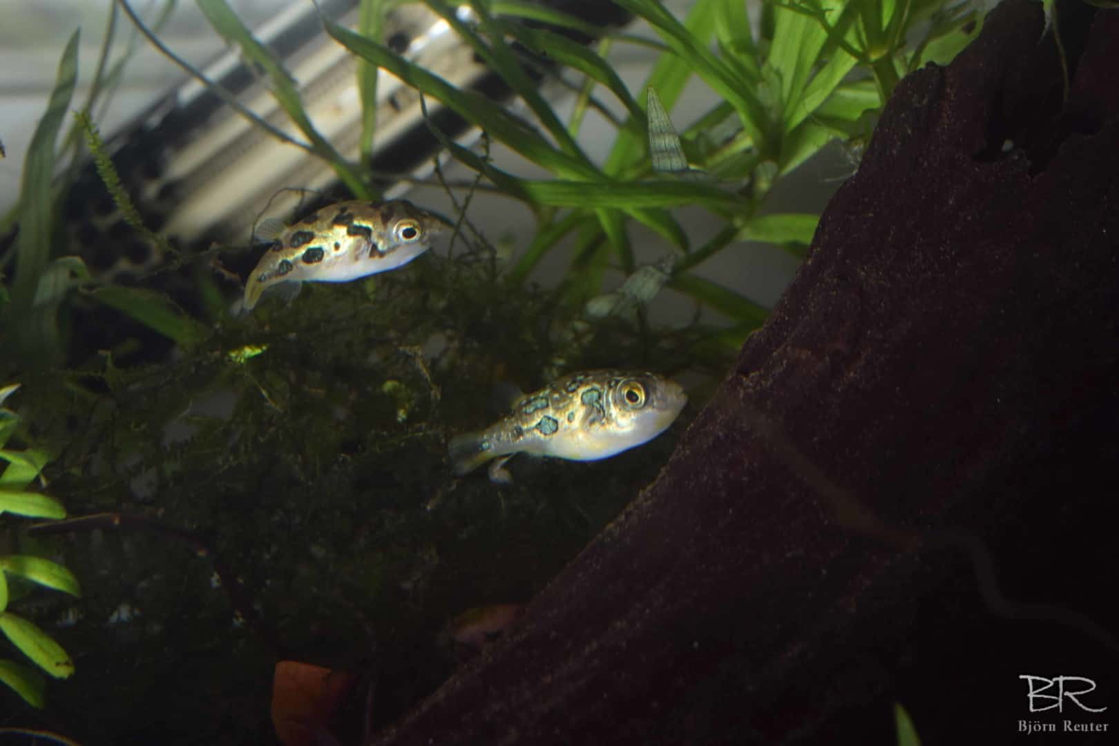 LEOPARD ZWERGKUGELFISCH