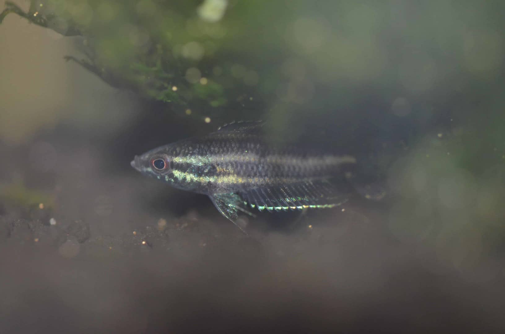 Parosphromenus phoenicurus