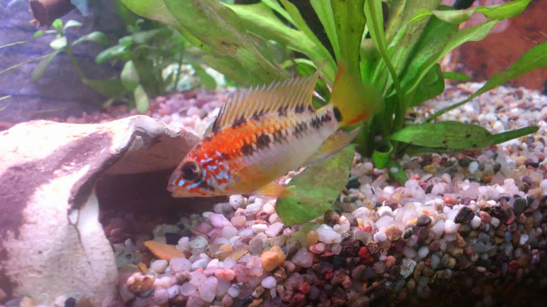 Apistogramma macmasteri