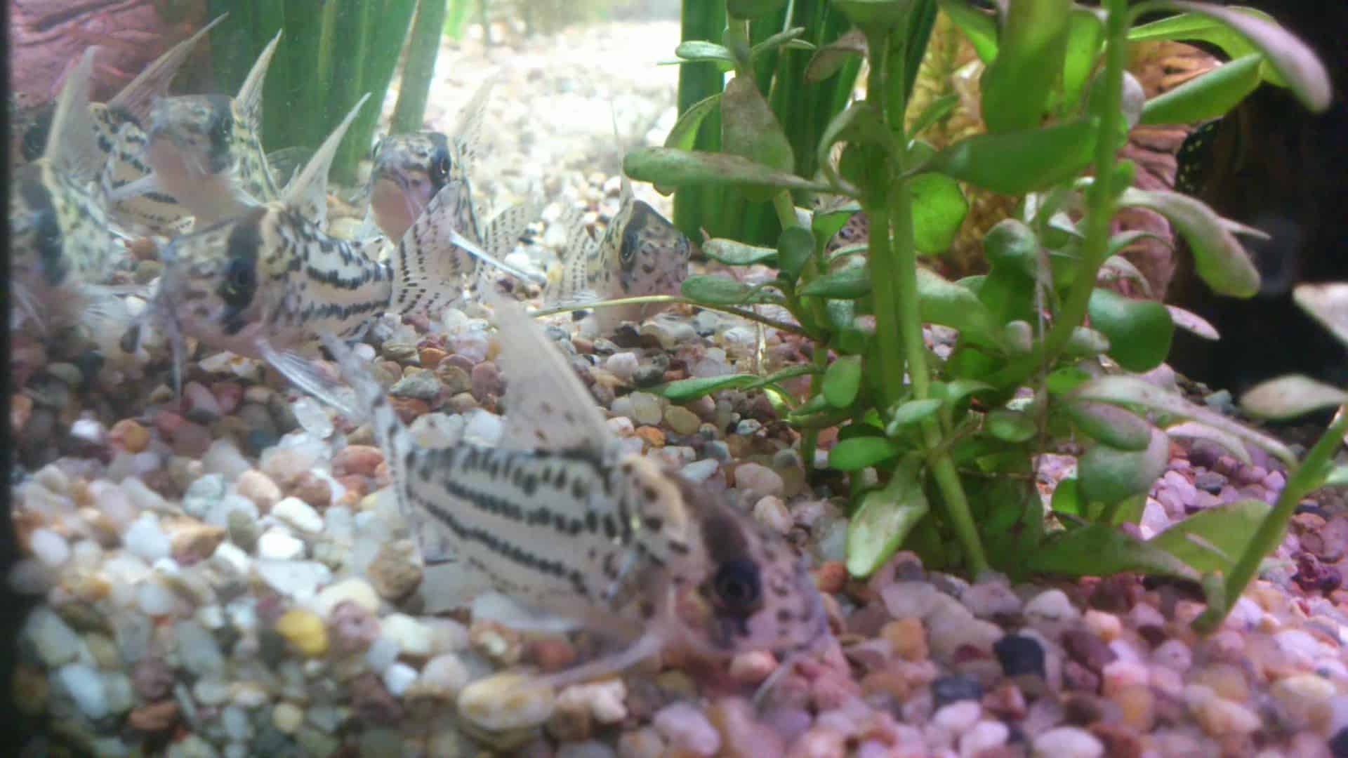 Apistogramma macmasteri