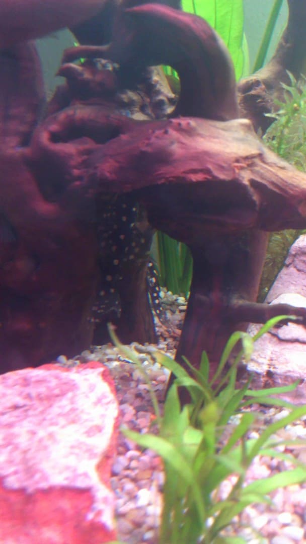 Apistogramma macmasteri